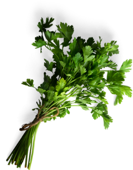 Culantro